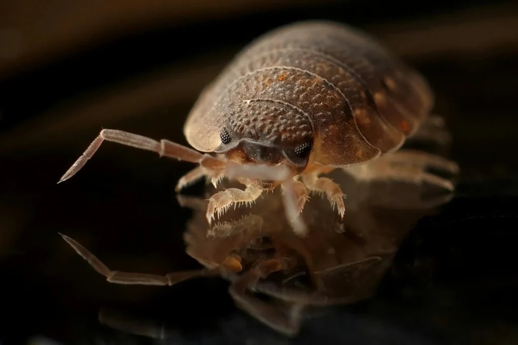 Bed-Bug-Treatment - Parsippany Pest Control Pros | Parsippany, NJ | 862-684-4819
