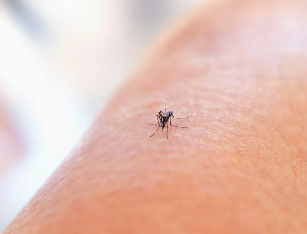 Mosquito Control - Parsippany Pest Control Pros | Parsippany, NJ | 862-684-4819