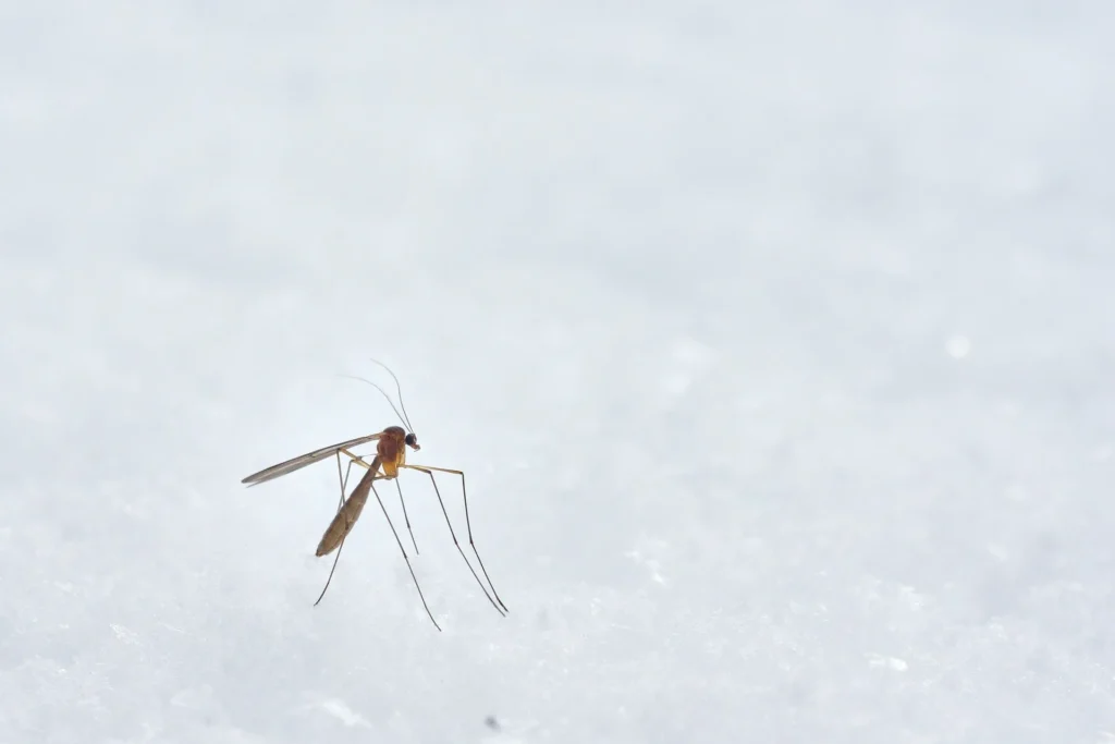 Protect Your Family from Mosquito-Borne Diseases