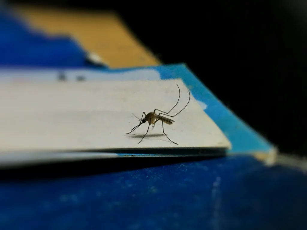 Tired of Mosquitoes Ruining Your Evenings