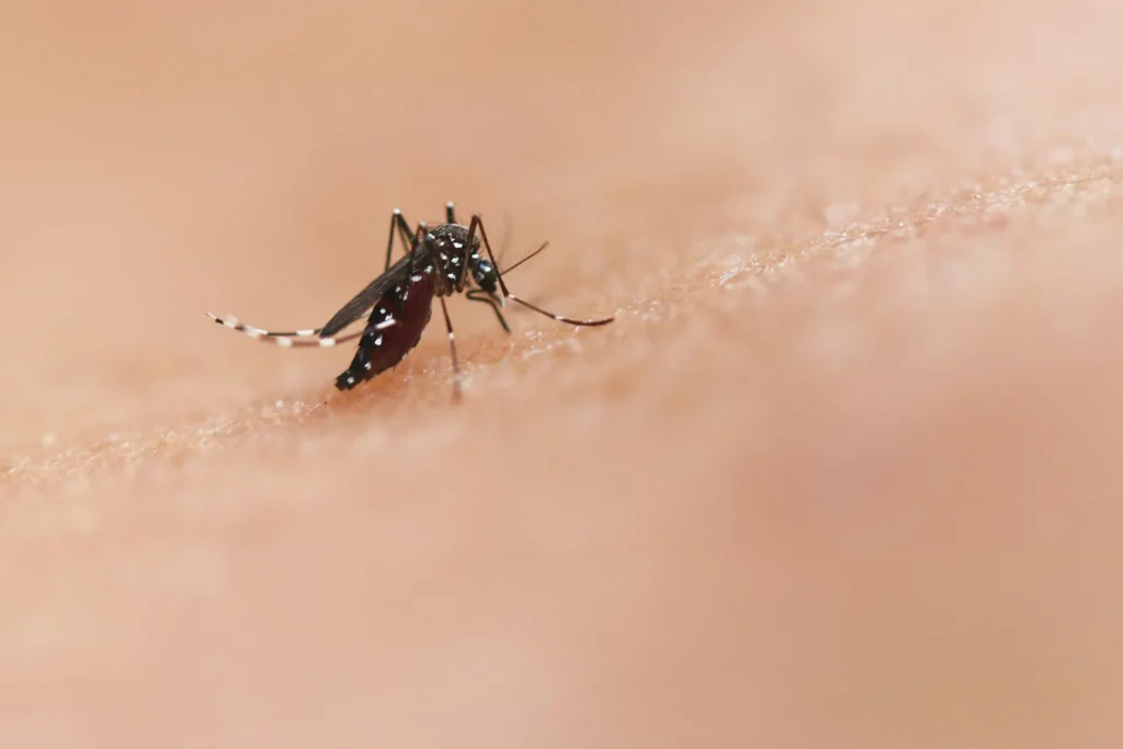 Why Choose Our Mosquito Control Services